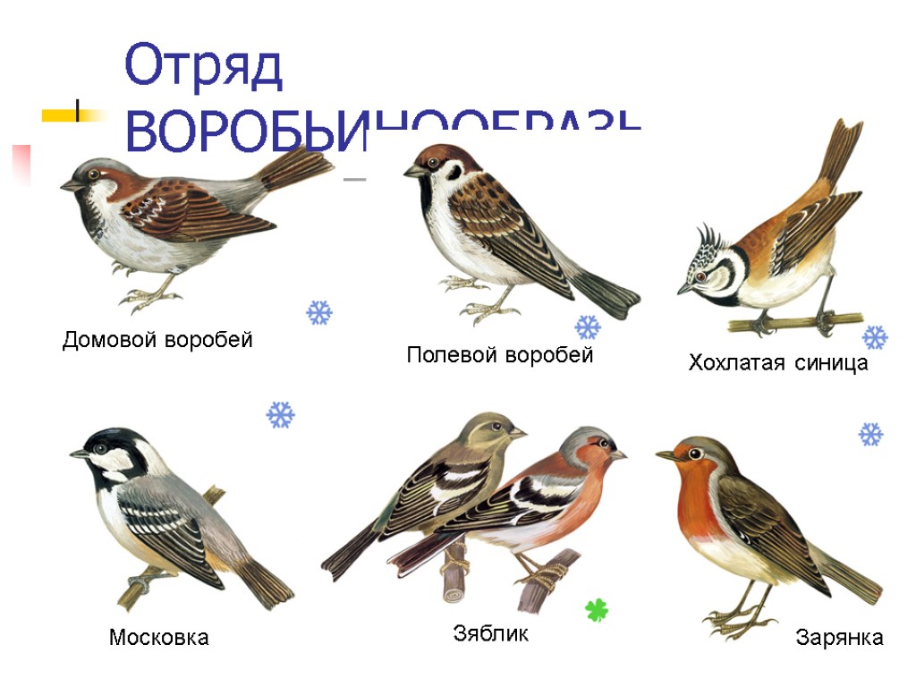 Отряд ВОРОБЬИНООБРАЗНЫЕ Хохлатая синица Московка Полевой воробей Домовой воробей Зарянка Зяблик